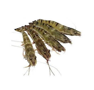 Tôm sú tự nhiên